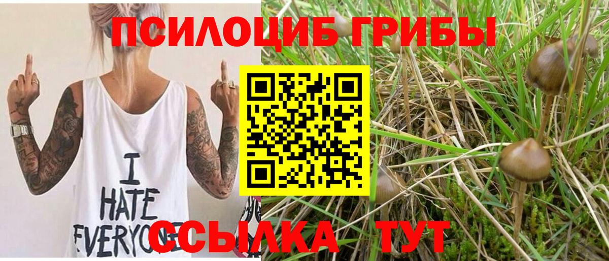 Галлюциногенные грибы мицелий  Псилоцибиновые грибы Psilocybe  сколько стоит  Майкоп  Вход с VPN 